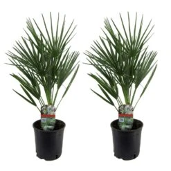 Chamaerops Humilis - Set De 2 - Palmier - Pot 15cm - Hauteur 50-60cm