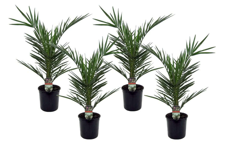 Phoenix Canariensis - Set De 4 - Palmier Dattier - Pot 15cm - Hauteur 50-60cm