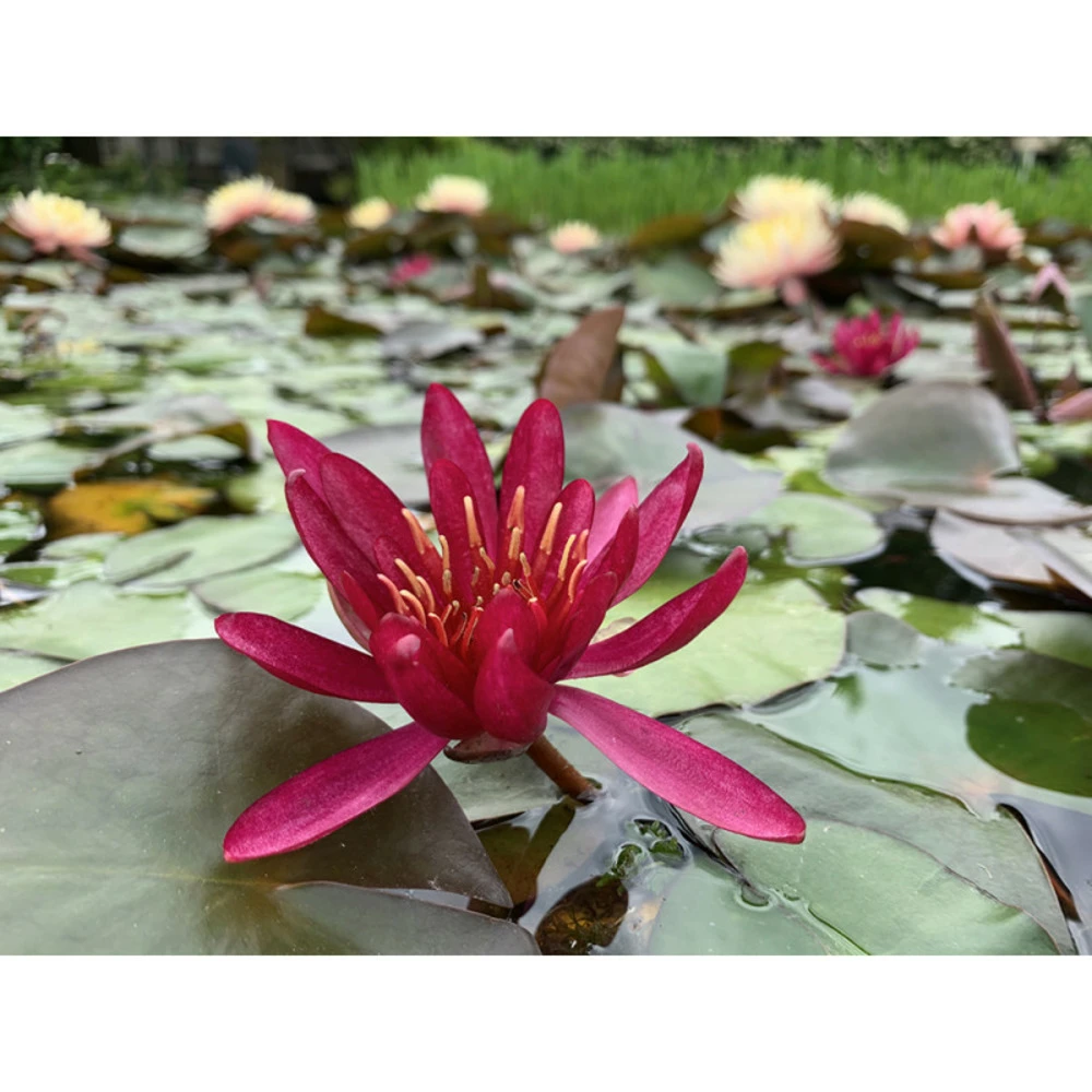 Nymphaea 'hidden Violet'
