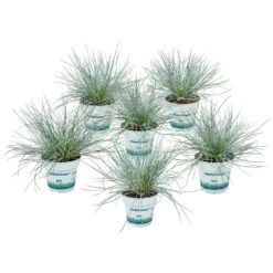 3x Festuca Glauca 'eisvogel' - Fétuque Bleue - Rustique - ⌀10.5 Cm - ↕15-20 Cm