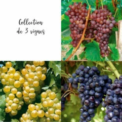 Collection De 3 Vignes
