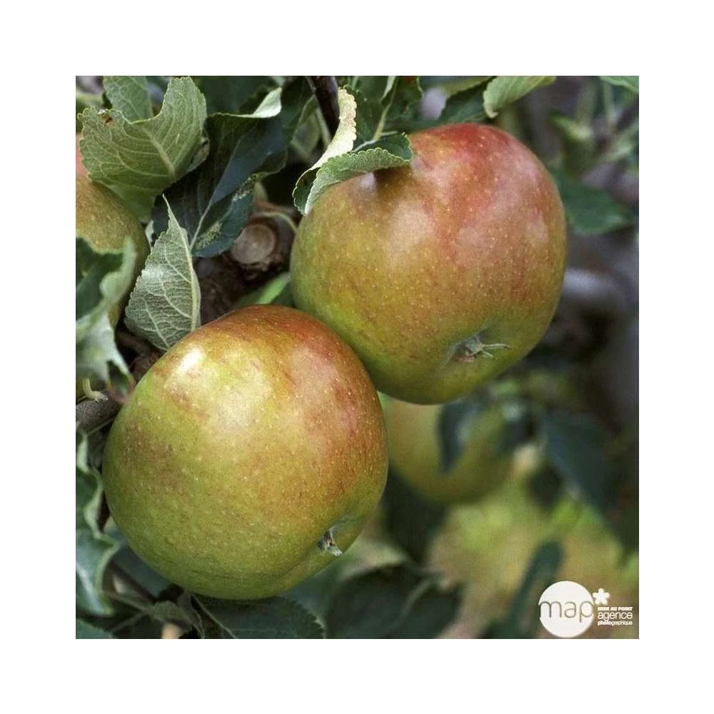 Pommier Cox Orange Pippin : Demi Tige Ctr 15 Litres – Image 3