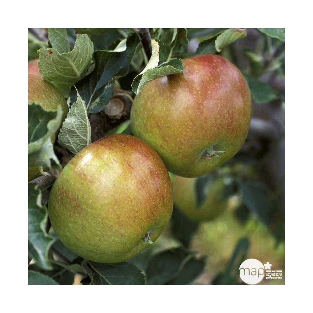 Pommier Cox Orange Pippin : Gobelet 3 Ans D'âg Ctr 12 Litres – Image 4