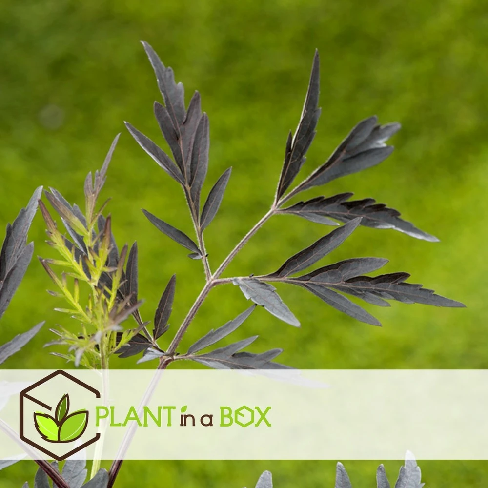 Sambucus Nigra 'black Lace' - Set De 4 - Pot 17cm - Hauteur 25-40cm – Image 2