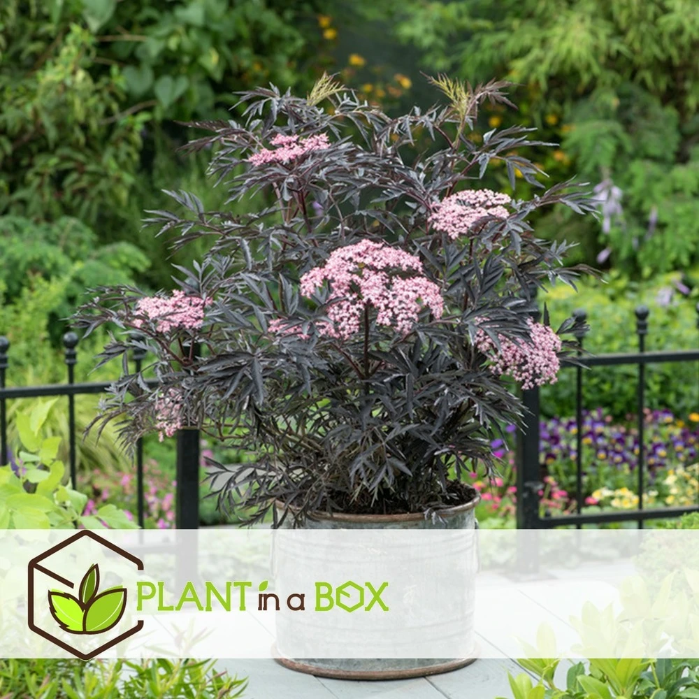 Sambucus Nigra 'black Lace' - Set De 4 - Pot 17cm - Hauteur 25-40cm – Image 4