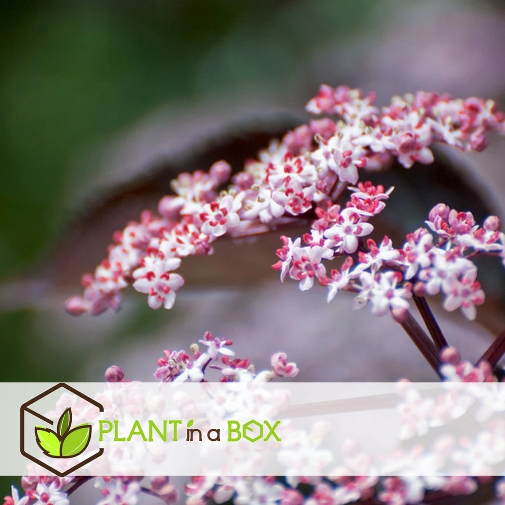 Sambucus Nigra 'black Lace' - Set De 4 - Pot 17cm - Hauteur 25-40cm – Image 3