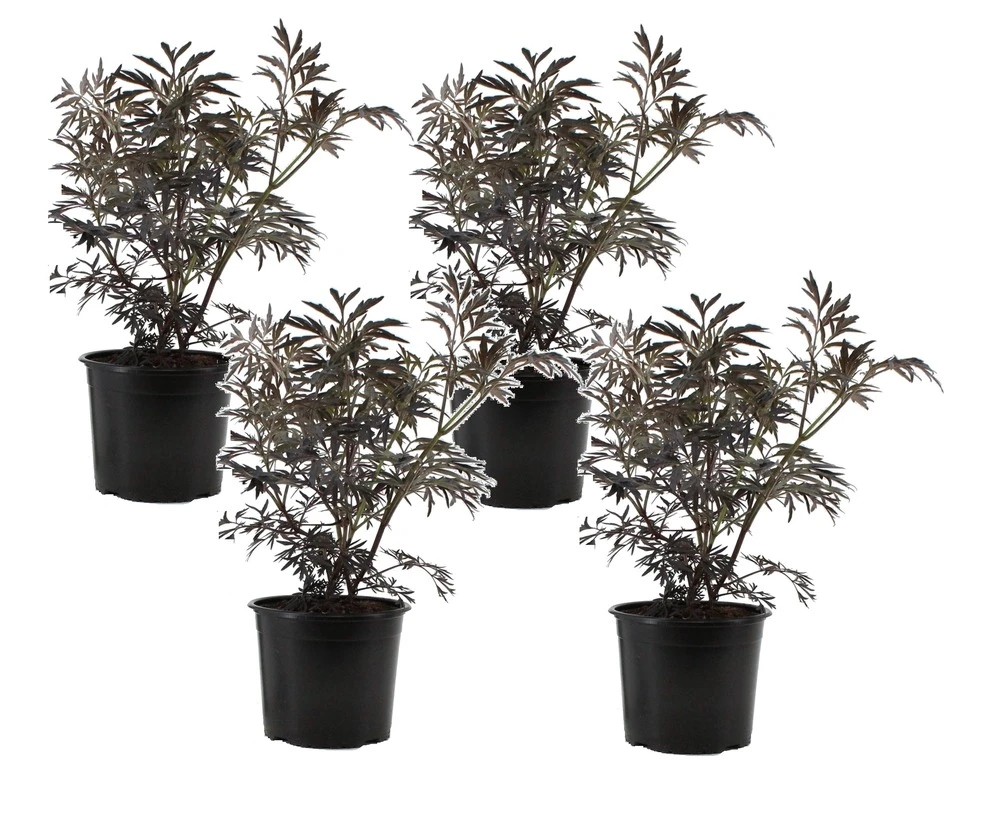 Sambucus Nigra 'black Lace' - Set De 4 - Pot 17cm - Hauteur 25-40cm
