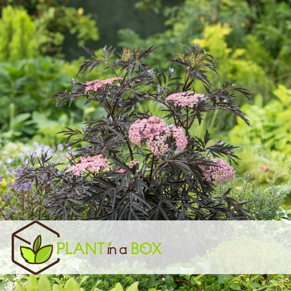 Sambucus Nigra 'black Lace' - Set De 4 - Pot 17cm - Hauteur 25-40cm – Image 5