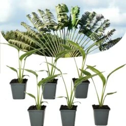Ravenala Madagascariensis - Set De 6 - Palmier - Pot 9cm - Hauteur 25-40cm