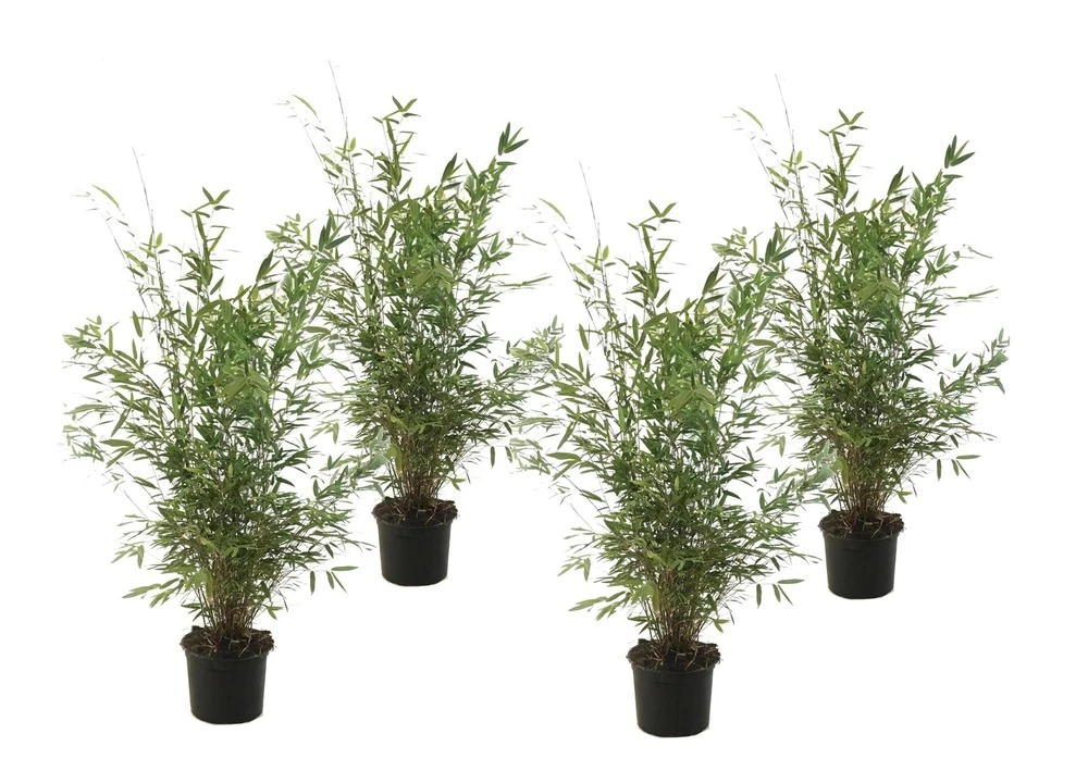 Fargesia Gansu - Set De 4 - Bambou Non Invasif - Pot 17cm - Hauteur 50-70cm
