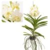 Vanda Tayanee White - Orchidée Tropicale - Magnifique Couleurs - Hauteur 50-60cm