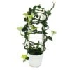 Bougeoir Grimpant - Ceropegia Sandersonii - Pot De 12cm