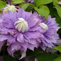 Clématite Diamantina Regal® Evipo039(n) - Clematis 3l