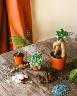 Kit Terrarium Diy 3 Plantes