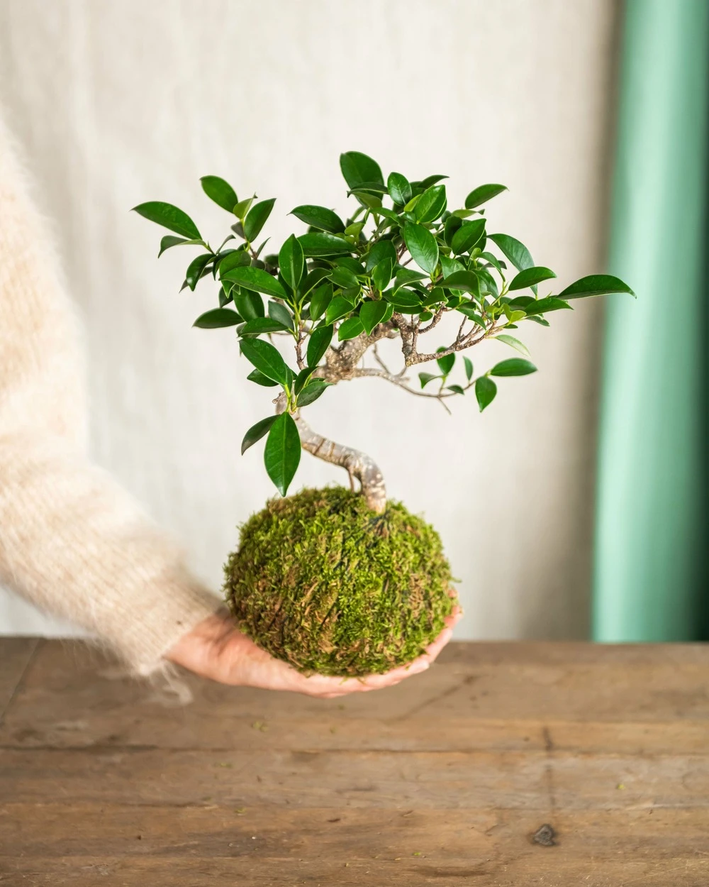 Kokedama - BonsaĂŻ Ficus Retusa