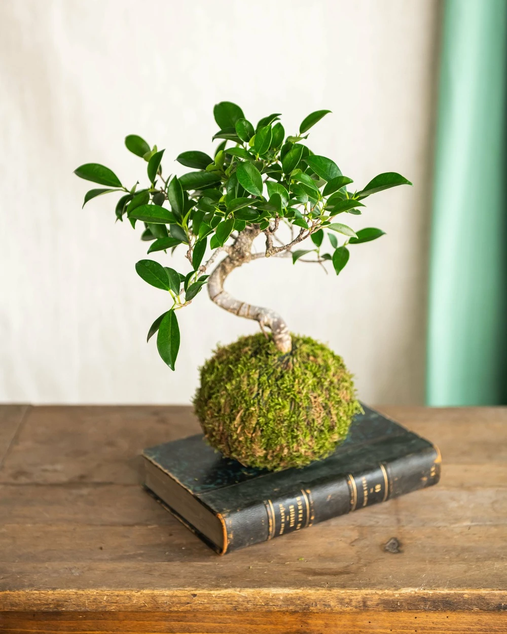 Kokedama - Bonsaï Ficus Retusa – Image 2