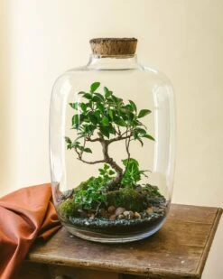 Balangan - Terrarium Xxl