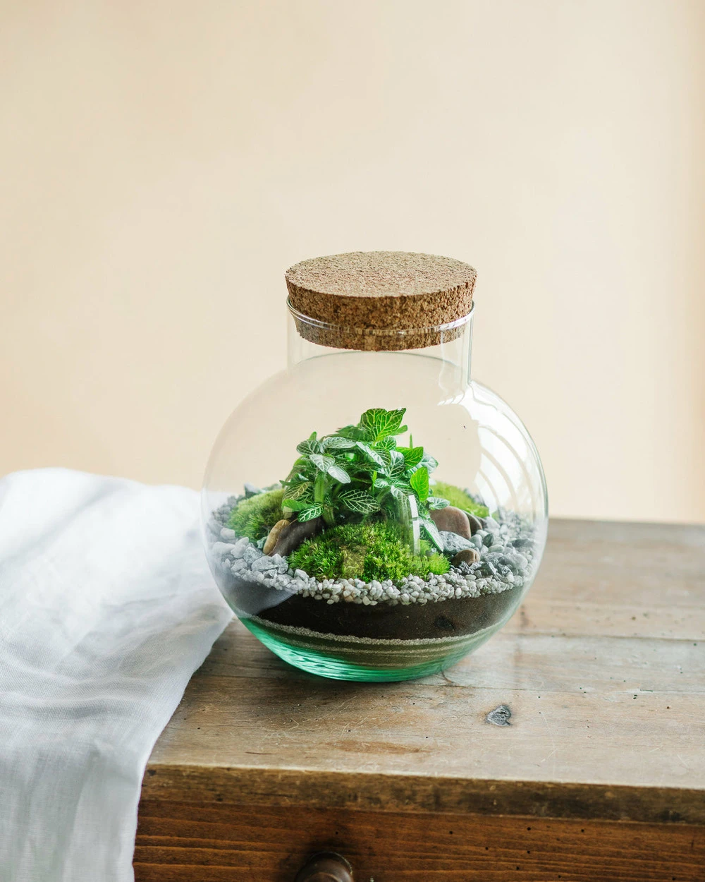 Kit Terrarium Diy - Noumea – Image 2