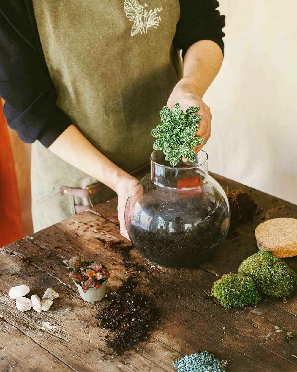 Kit Terrarium Diy - Noumea – Image 3