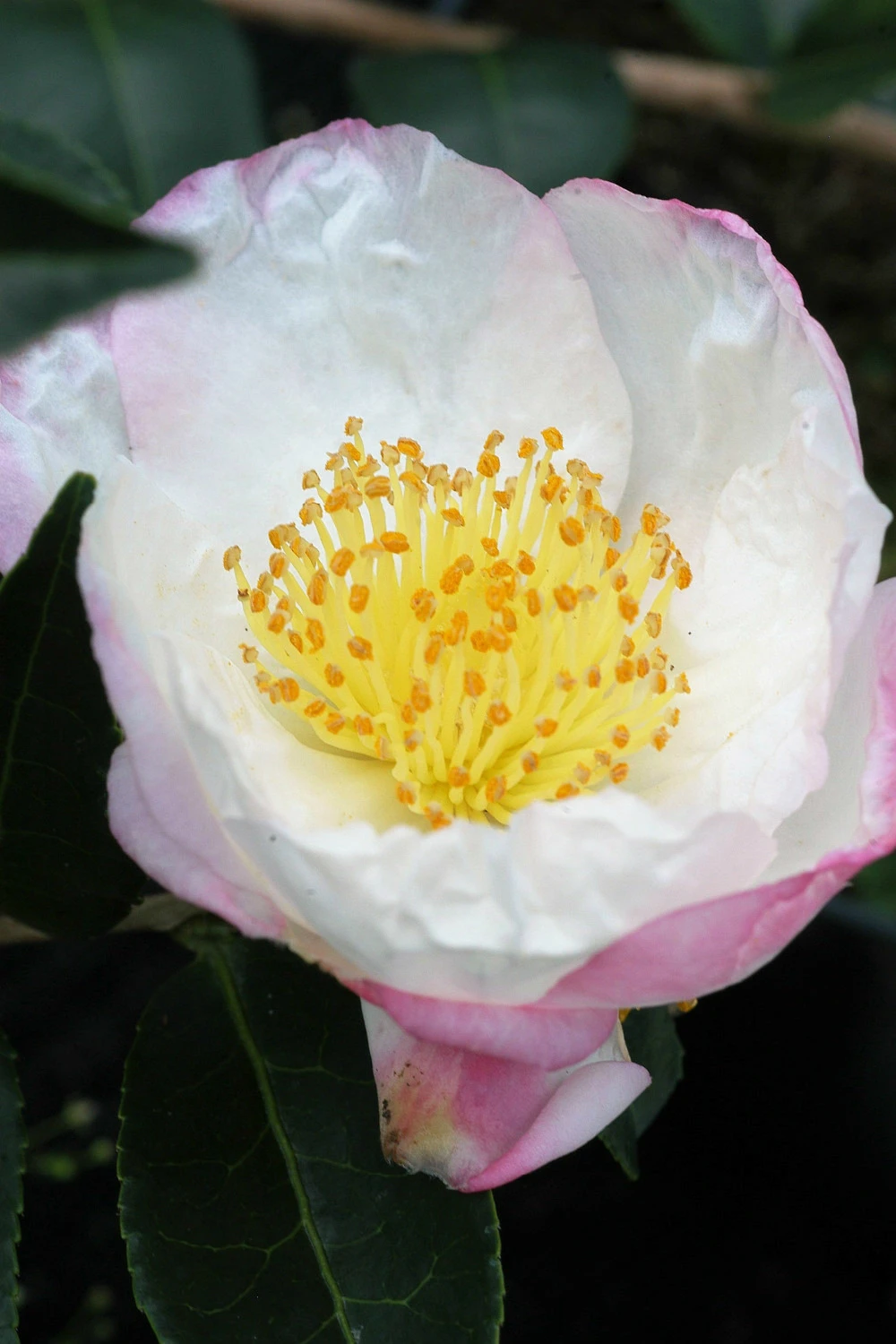 Camélia 'narumigata' - 4l