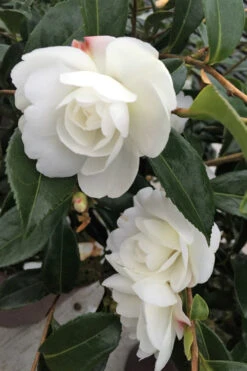 Camélia 'early Pearly' - 4l