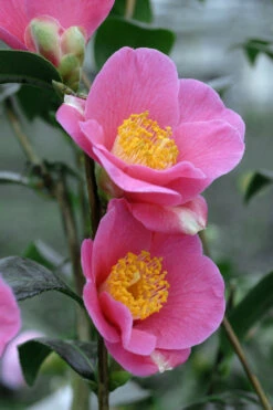 Camélia 'red Candles' - 4l