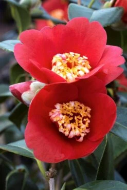 Camélia 'kimberley' - 4l