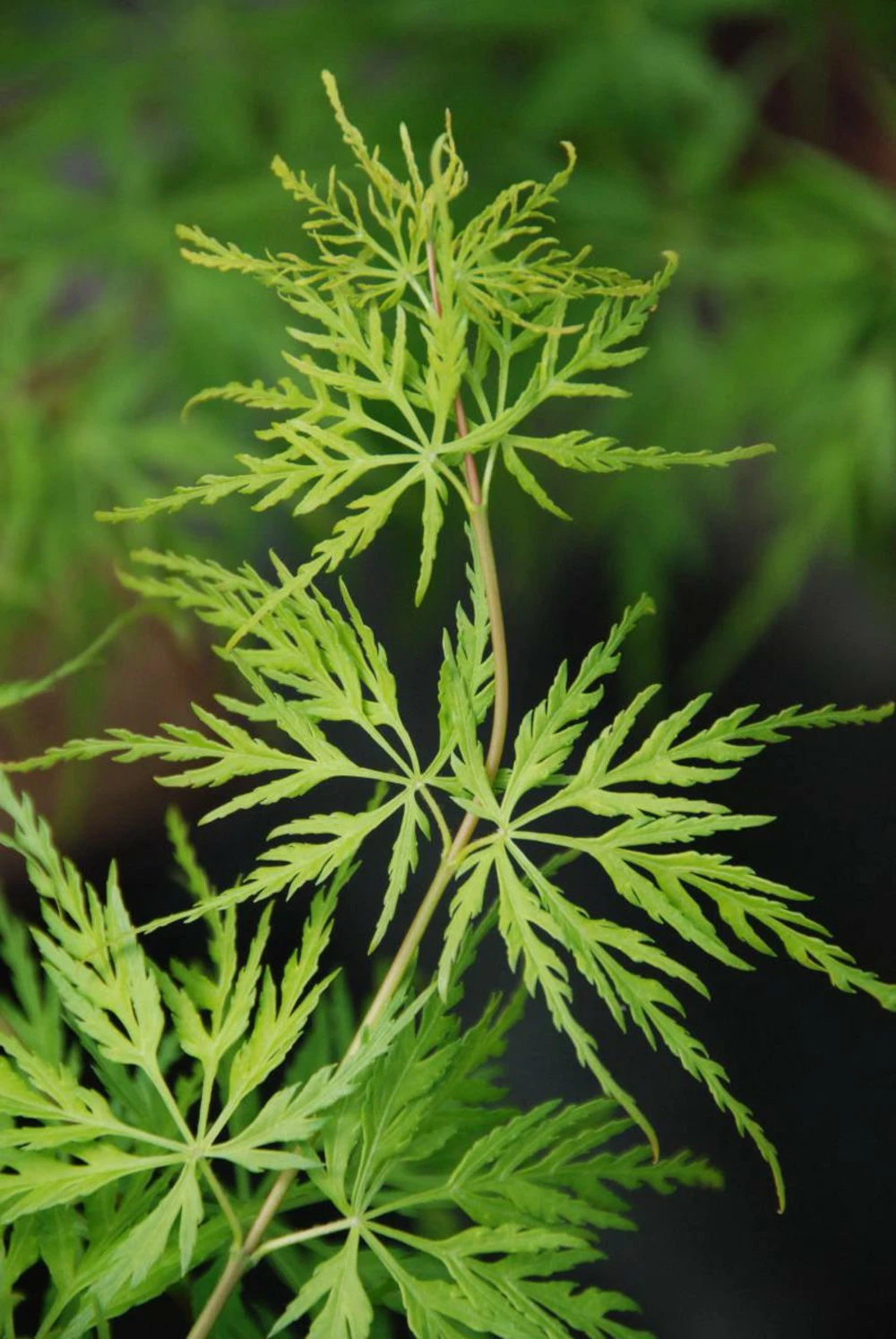 Erable 'seiryu' - 2l