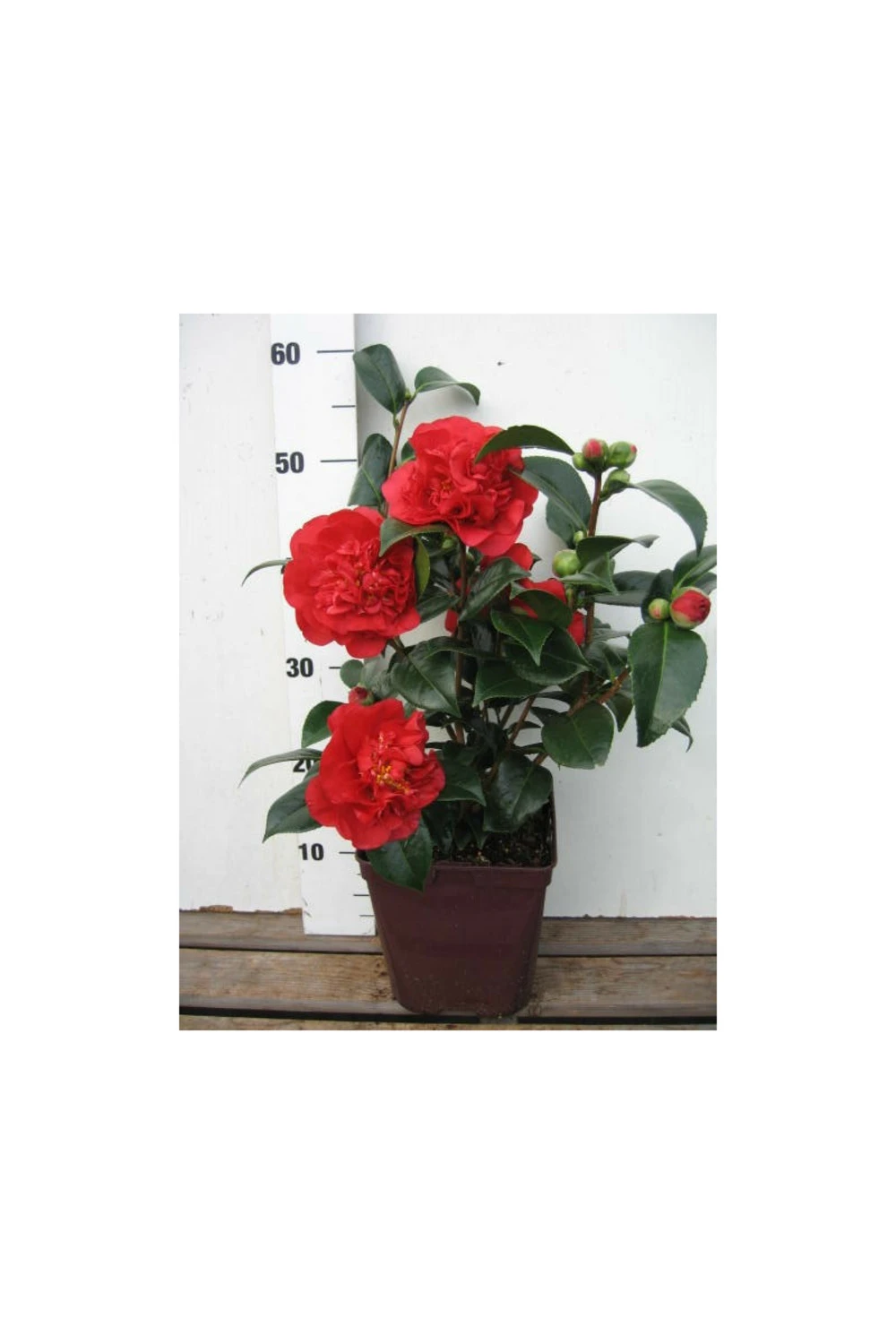 Camelia 'fondation Luciano Pavarotti' - 4l – Image 3