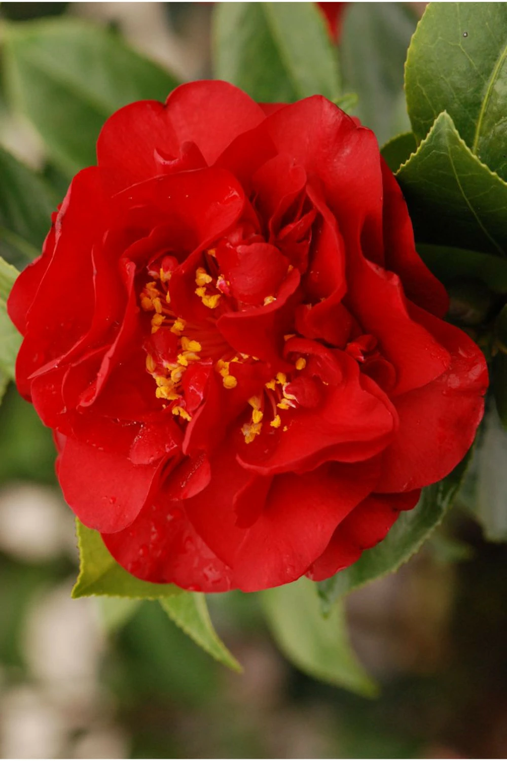 Camelia 'fondation Luciano Pavarotti' - 4l – Image 2