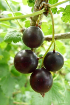 Caseille 'josta' - 1,5l