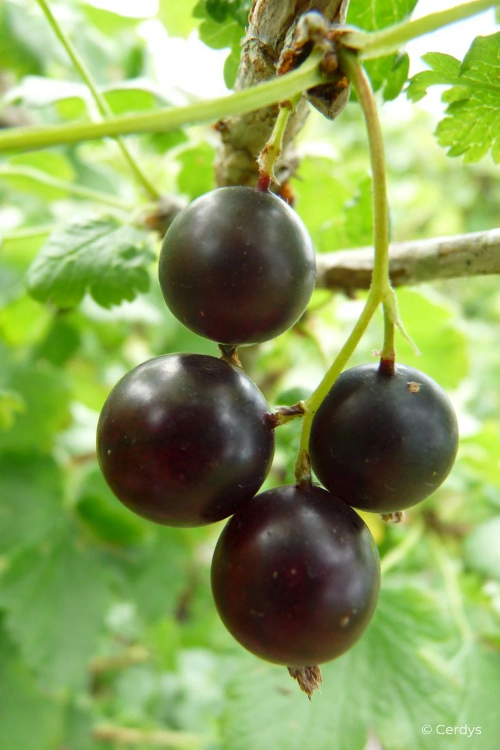 Caseille 'josta' - 1,5l