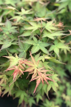 Erable 'peve Chameleon' - 4l