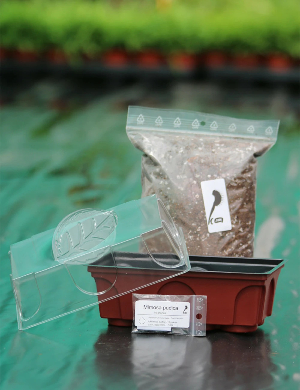 Kit Semis Mimosa Pudica - Découverte -