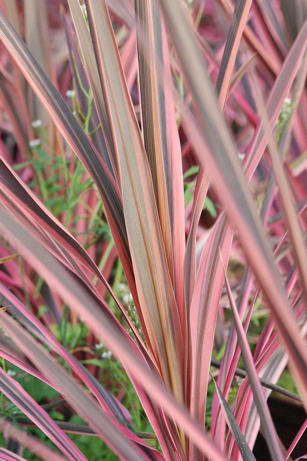 Cordyline 'southern Splendour' - 5l