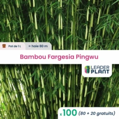 100 X Bambou Fargesia Pingwu En Pot De 1 L