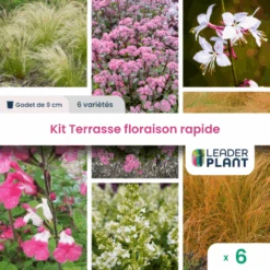 Kit Terrasse Floraison Rapide – 6 Variétés – Lot De 6 Plants En Godet