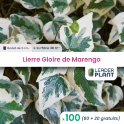 100 X Lierre Gloire De Marengo En Godet