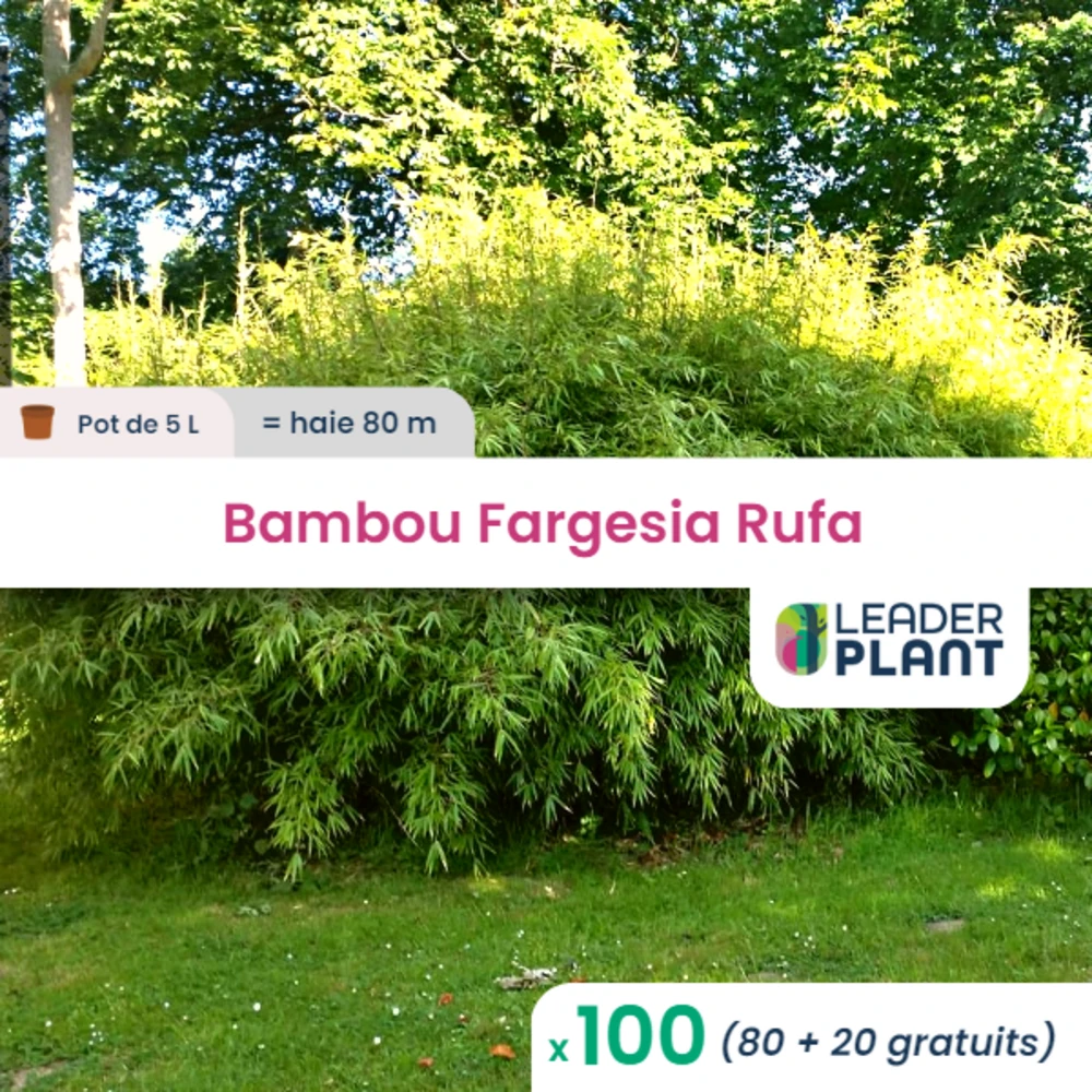 100 X Bambou Fargesia Rufa En Pot De 5 L