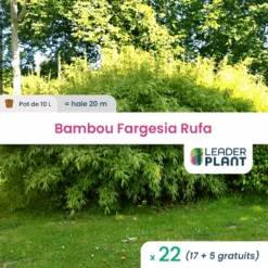 22 X Bambou Fargesia Rufa En Pot De 10 L