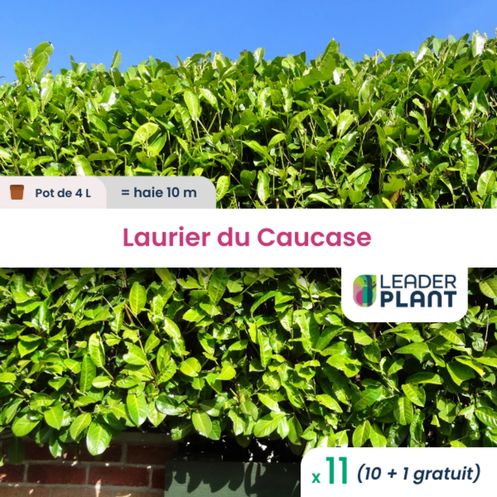 11 X Laurier Du Caucase En Pot De 4 L