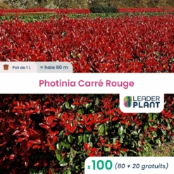 100 X Photinia Carré Rouge En Pot De 1 L