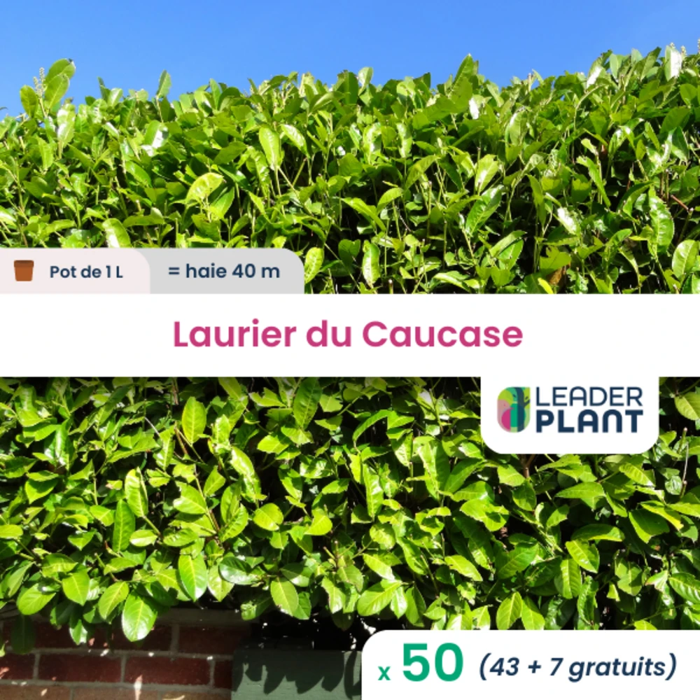 50 X Laurier Palme, Laurier Du Caucase, Laurier Cerise En Pot De 1 L