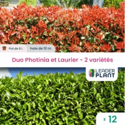 Duo Photinias Rouge Et Lauriers Verts – 2 Variétés – Lot De 12 Plants En Pot De 8 L