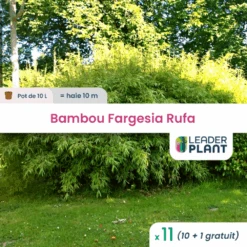 11 X Bambou Fargesia Rufa En Pot De 10 L