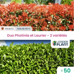 Duo Photinias Rouge Et Lauriers Verts – 2 Variétés – Lot De 50 Plants En Pot De 4 L