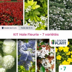 Kit Haie Fleurie 7 Variétés - Lot De 7 Plants En Godet