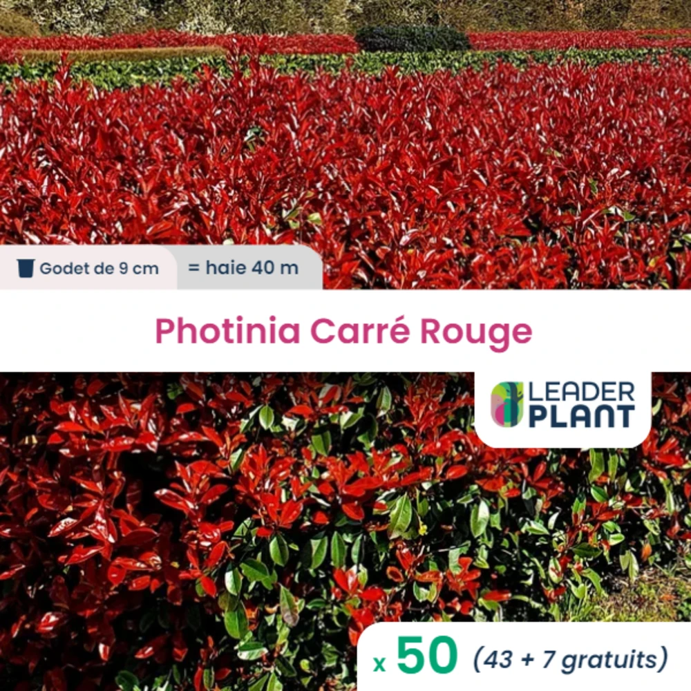 50 X Photinia Carré Rouge En Godet