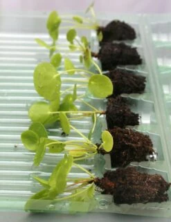 Pilea Peperomioides - 15 à 20cm Caractéristique - 6 X Mottes