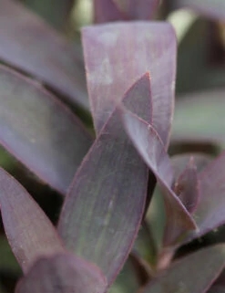 Tradescantia Pallida Caractéristique - Pot 9 Cm
